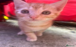 British Shorthair cats for sale: Kittens  - Image 6