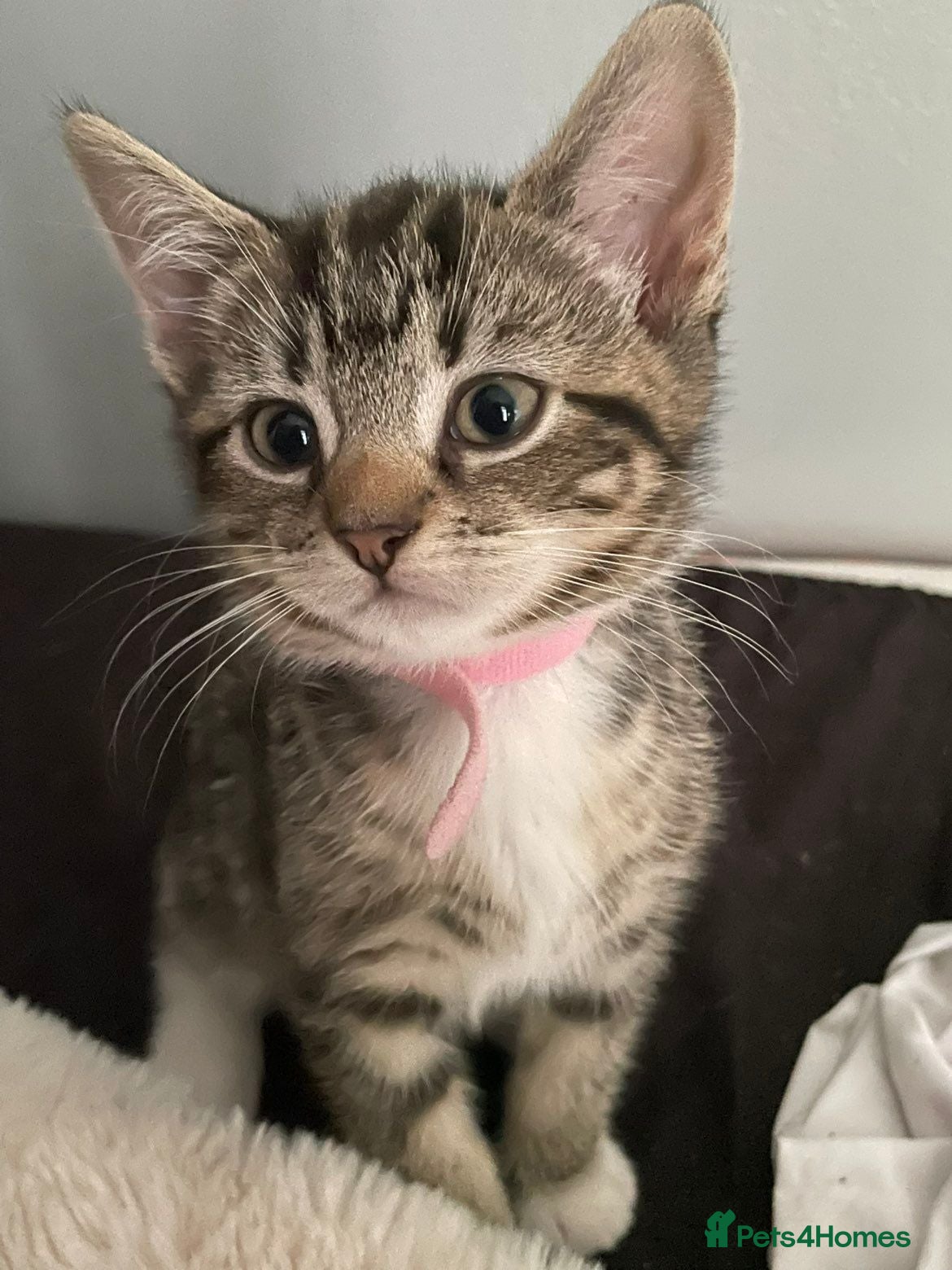 Mixed Breed cats Beautiful kittens ready for their forever homes - Advert 8