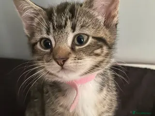 Mixed Breed cats Beautiful kittens ready for their forever homes - Advert 8