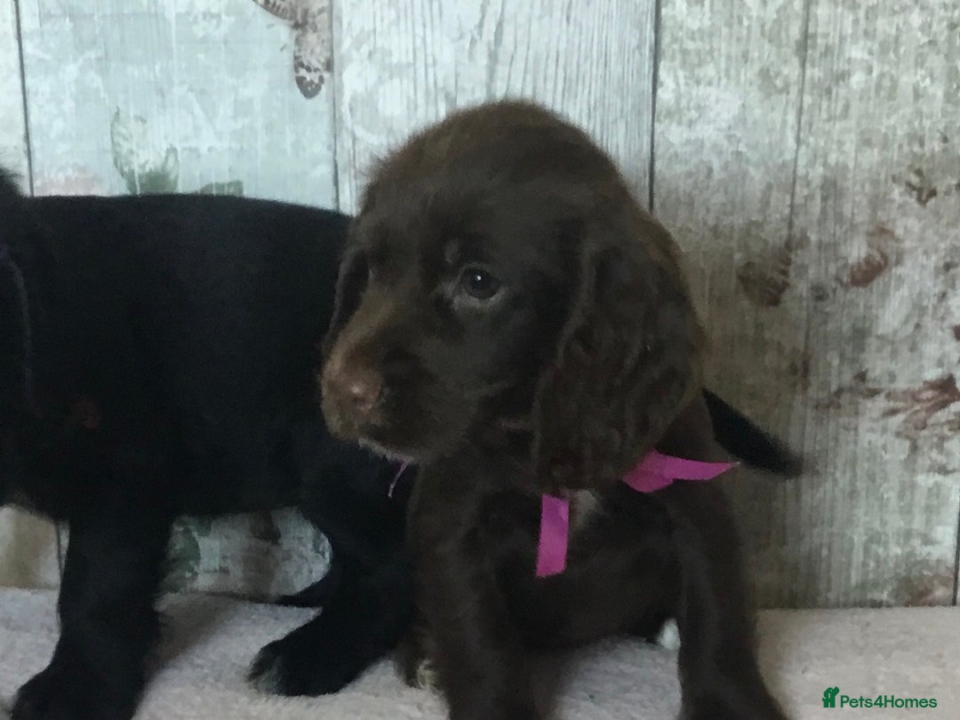 Cocker Spaniel dogs for sale: Well socialised Pedigree Cocker pups - Image 18