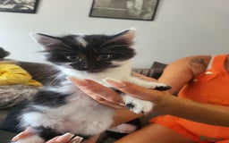 Mixed Breed cats for sale: Beautiful kittens - Image 1