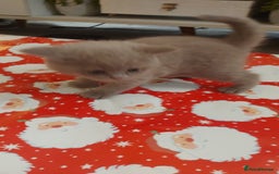 British Shorthair cats for sale: STUNNING 4 MALES BSH KITTENS 900£ - Image 13