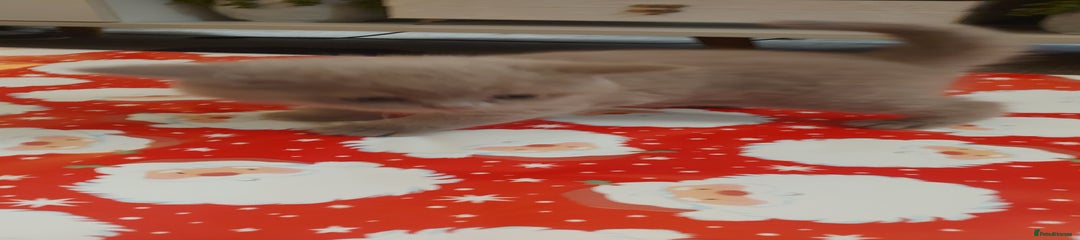 British Shorthair Kitten 4