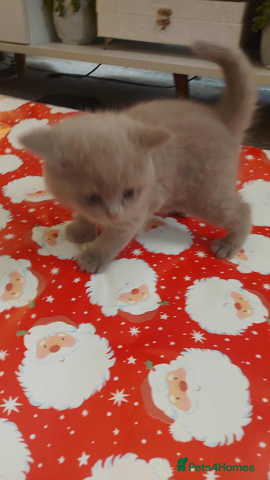 British Shorthair cats for sale: STUNNING 4 MALES BSH KITTENS 900£ - Image 13