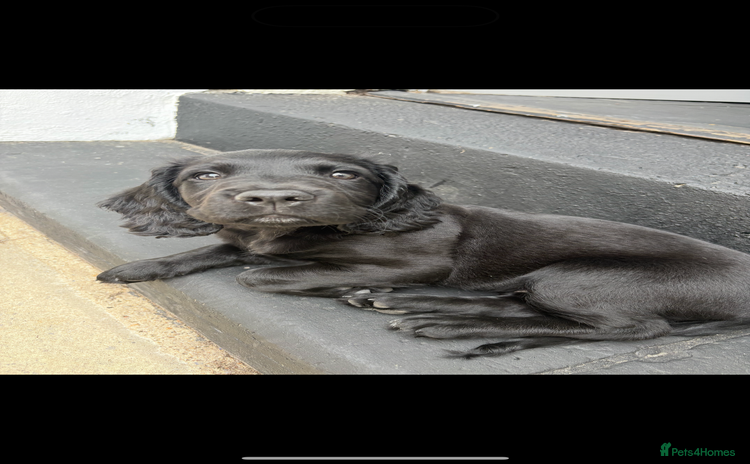 Mixed Breed dogs - Advert 2