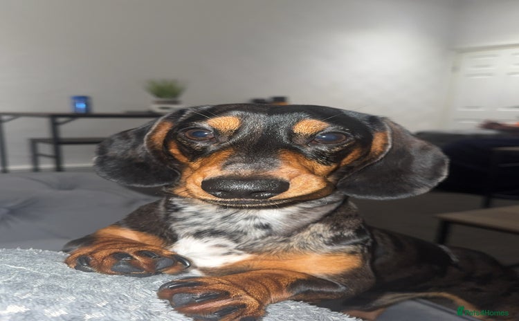 Miniature Dachshund dogs - Advert 18