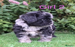 French Bulldog dogs for sale: French Bulldog Froodle Puppies  - Image 21