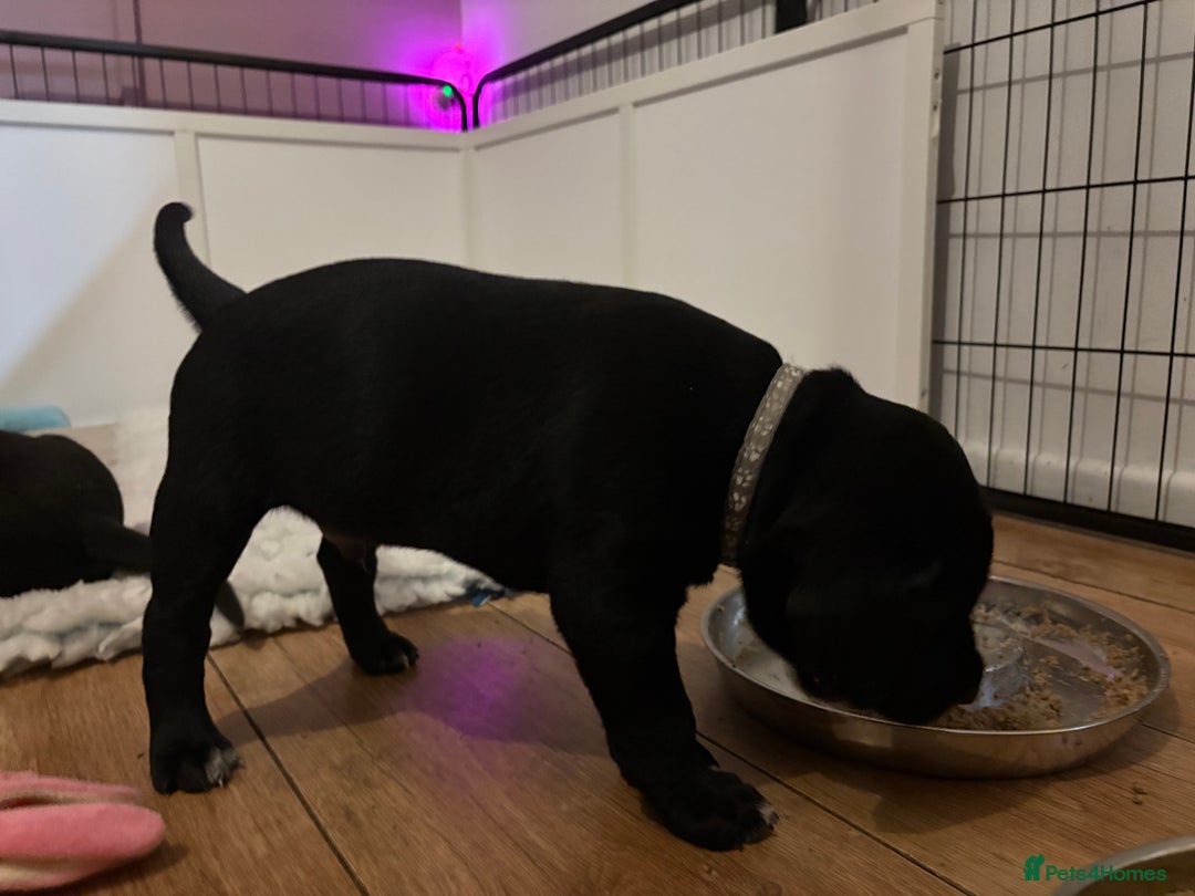 Mixed Breed dogs for sale: Beautiful Dalmador (lab X Dalmatian) puppies..!  - Advert 9