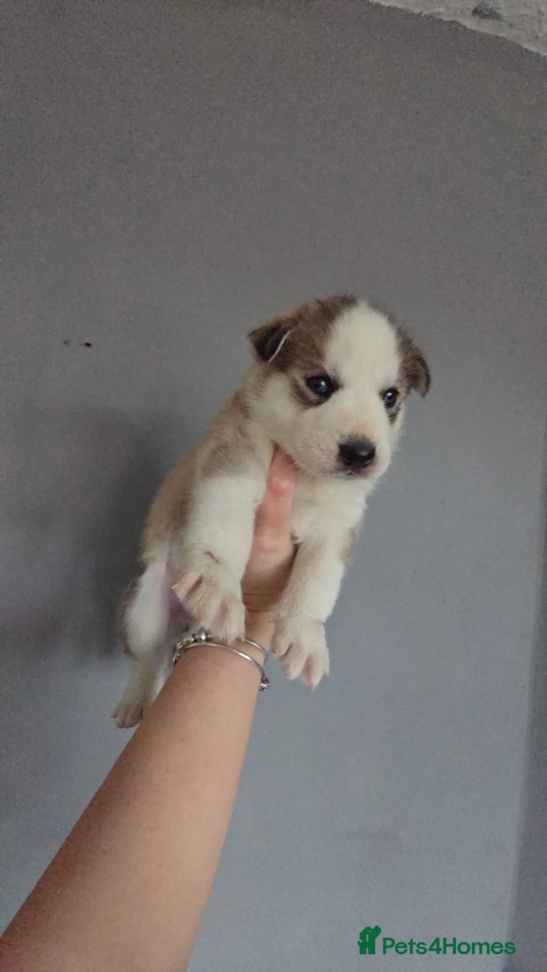 Siberian Husky dogs for sale: Husky puppies  - Advert 35