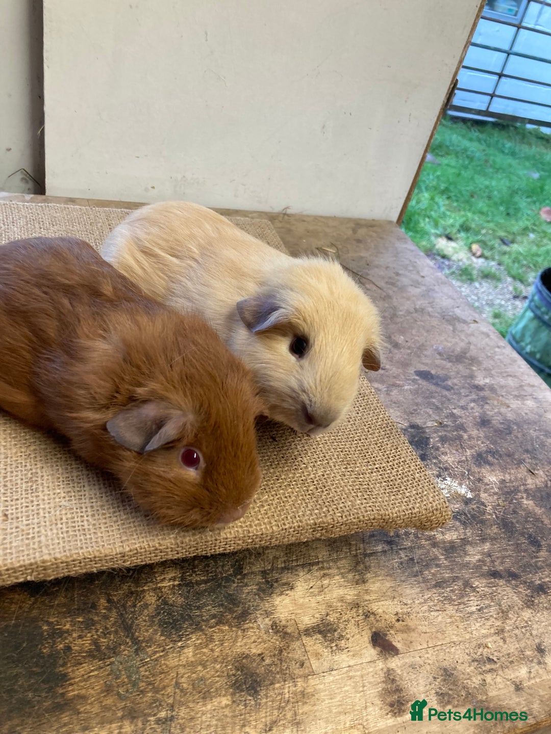 Guinea Pig rodents for sale: Californian Guinea pigs - Advert 6