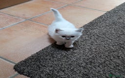 Ragdoll cats for sale: Gorgeous GCCF Registered Ragdoll Kittens Available - Image 7
