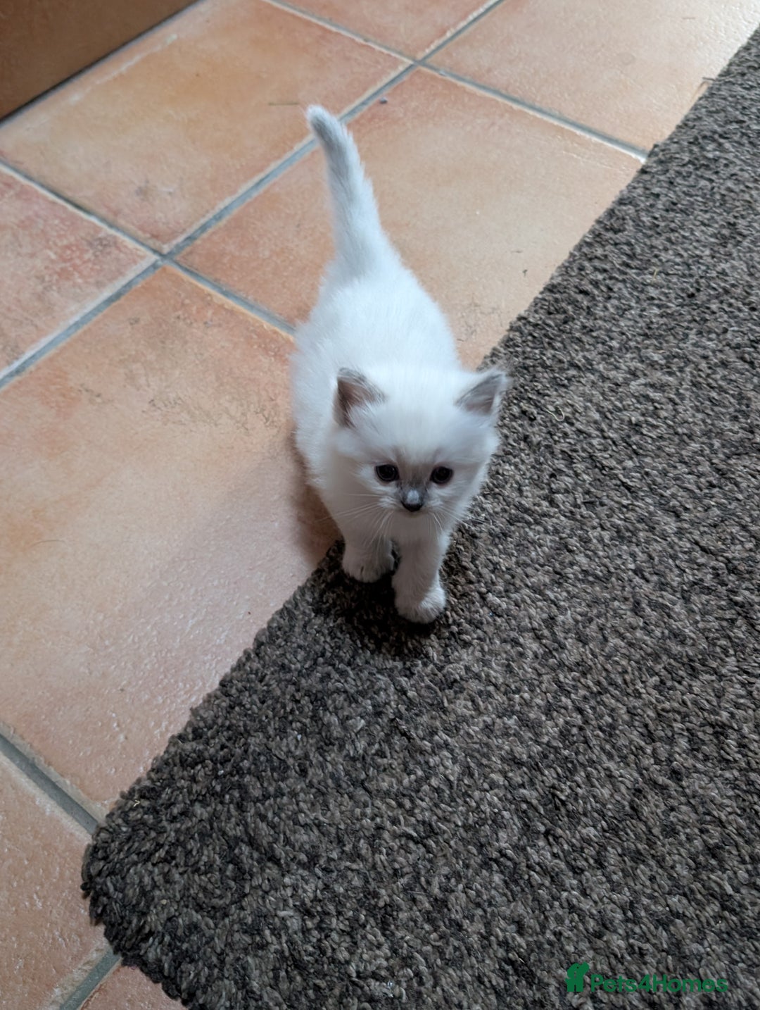 Ragdoll cats for sale: Gorgeous GCCF Registered Ragdoll Kittens Available - Image 7