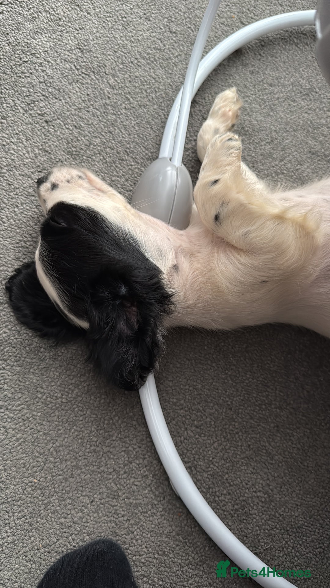 Cocker Spaniel dogs for sale: Buddy - Image 4