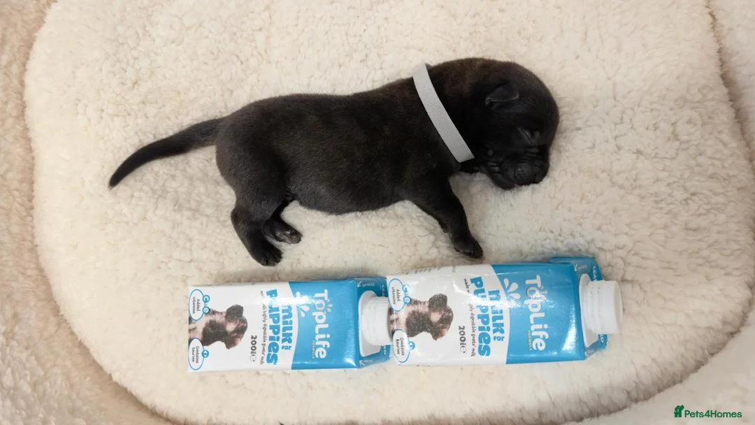 Belgian Shepherd Dog dogs for sale: Champion lines Dutch herder / Malinois puppies  - Advert 4