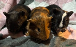 Guinea Pig rodents for sale: X3 baby girls x1 boy guinea pigs. - Image 6