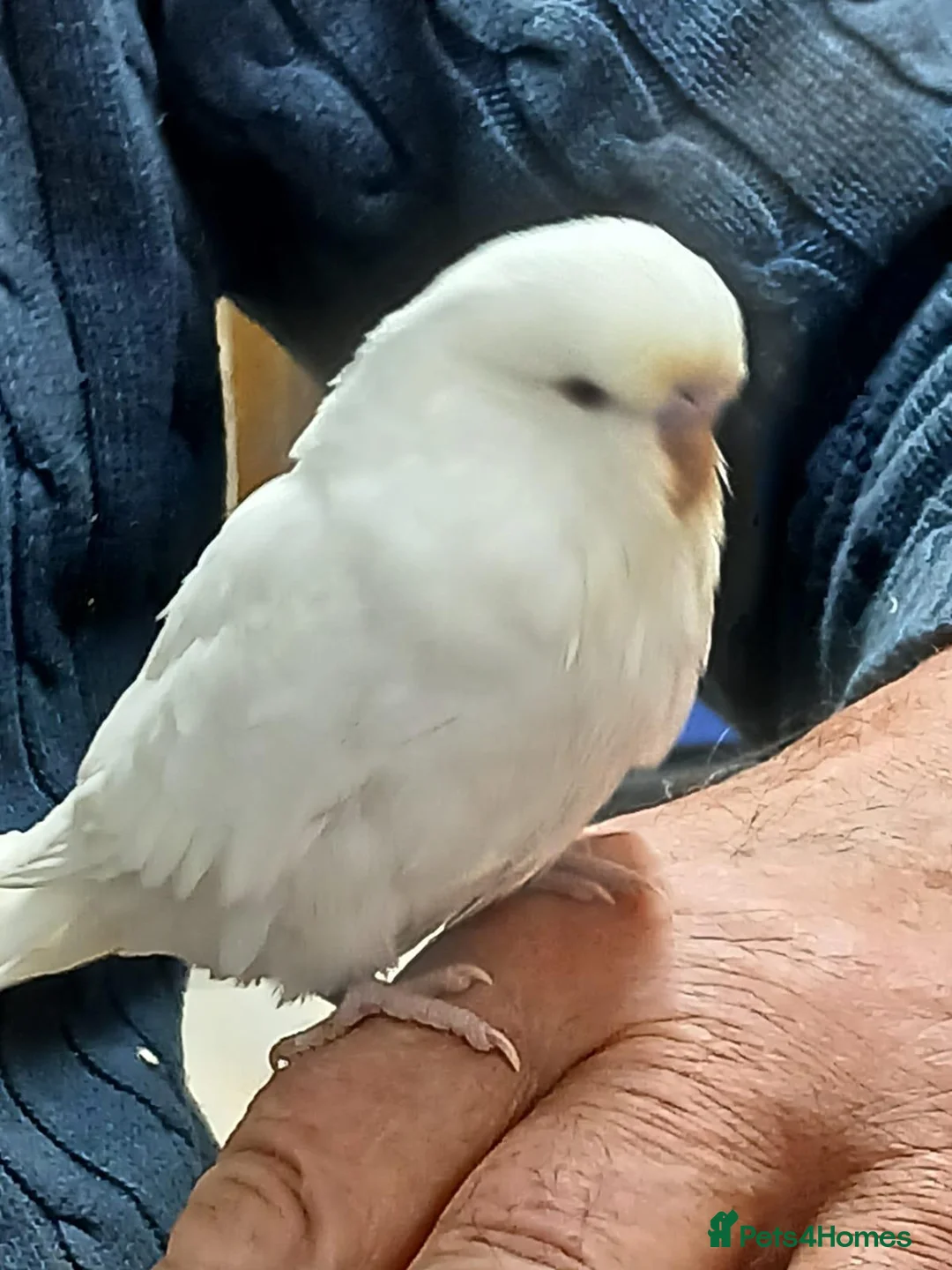 Budgerigars birds for sale: BUDGIES - various colours, various ages. - Advert 13