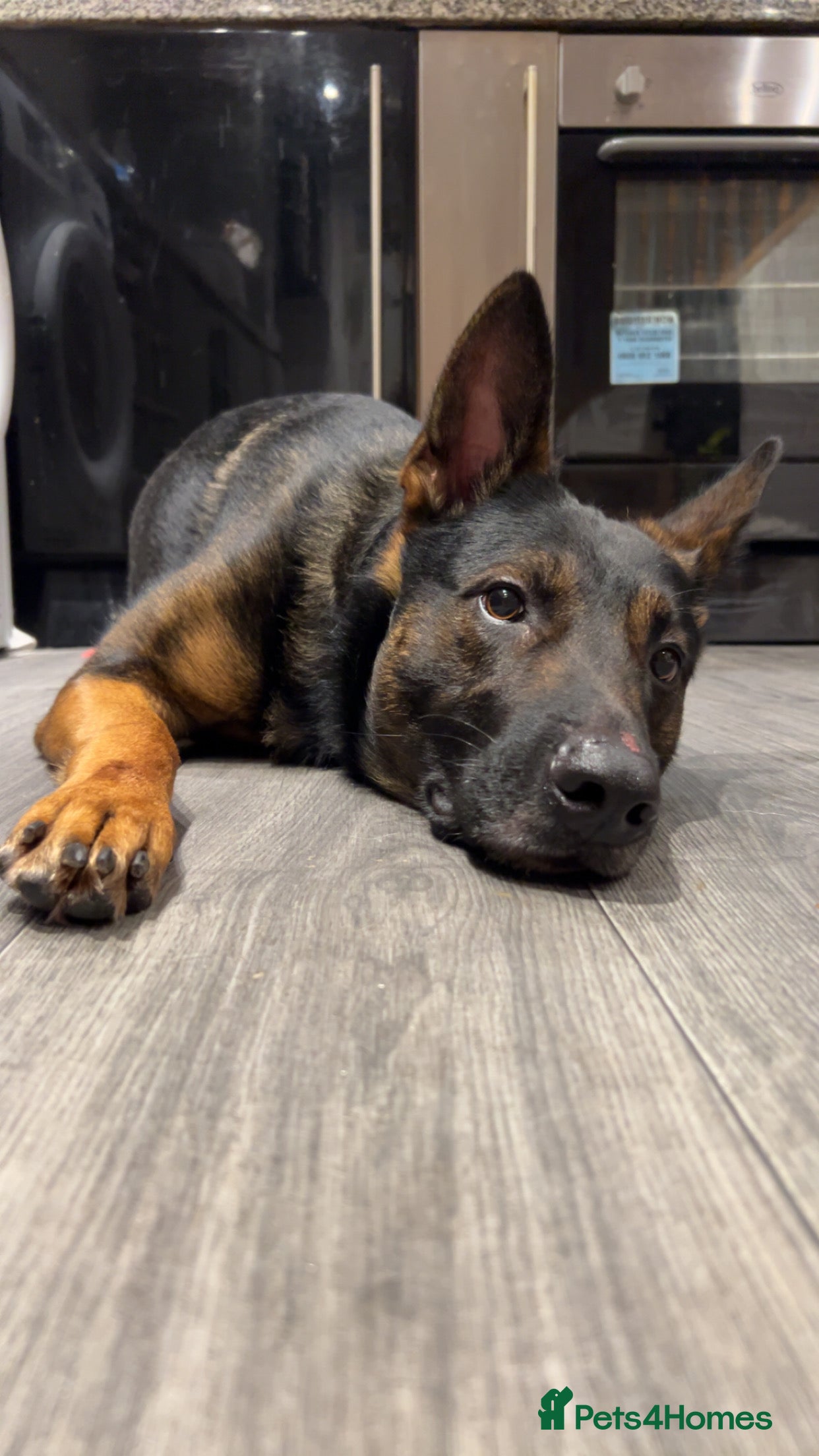 Mixed Breed dogs German Shepard 2 years old   Not mixed breed.  - Advert 9