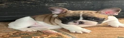 French Bulldog dogs for sale: KC reg. Crufts & International Champion breeding  in Baldock - Advert 7