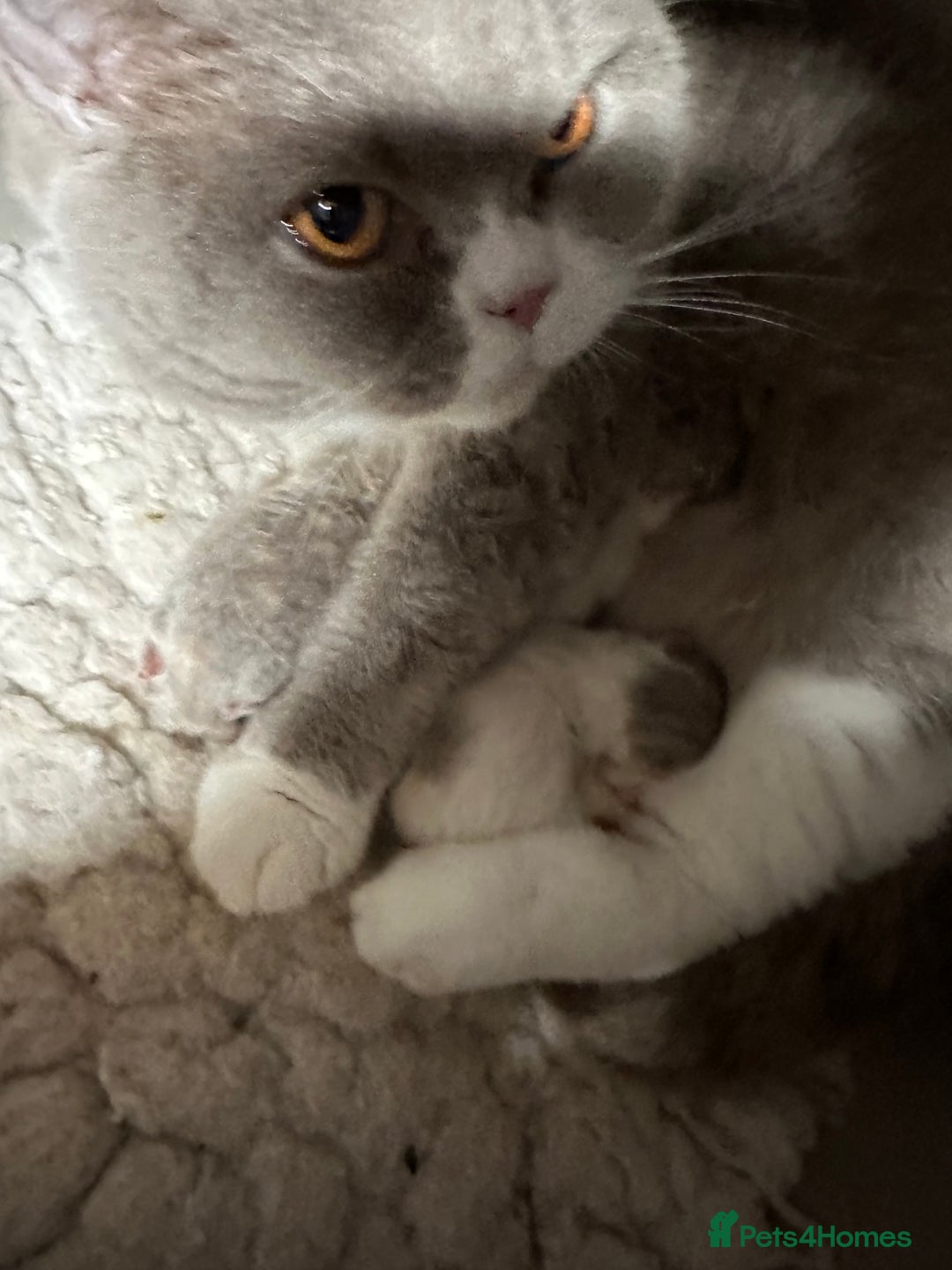 British Shorthair cats for sale: READY NOW - Lilac, BiColours & Colourpoint  - Image 35