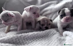 French Bulldog dogs for sale: French bulldog pups 3 females 2 males  - Image 12