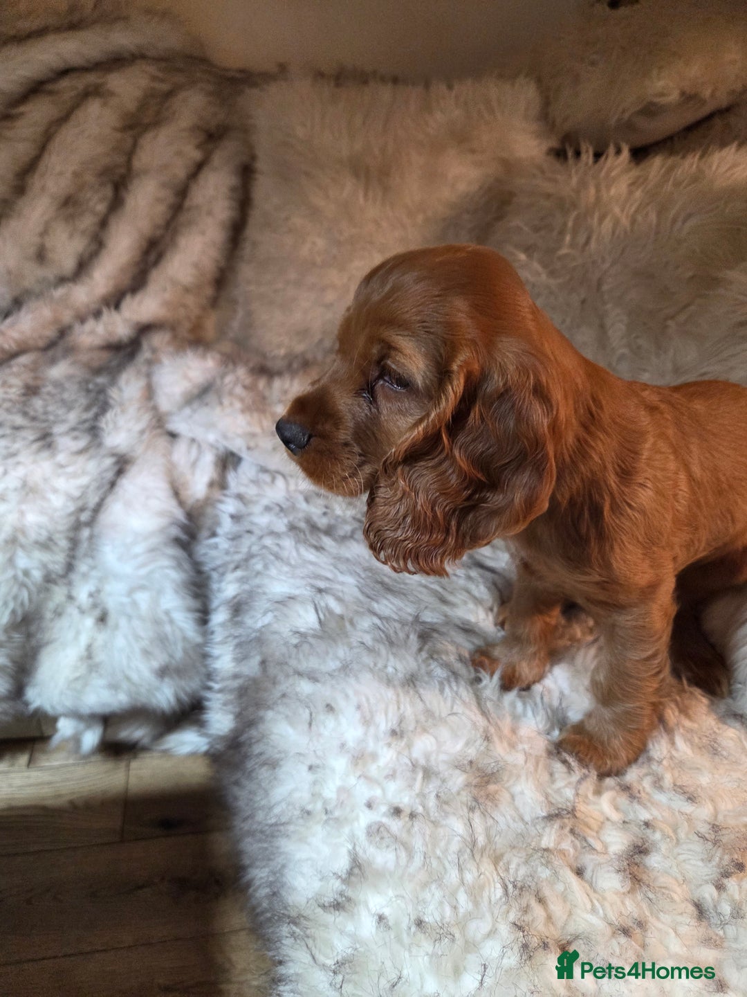 Cocker Spaniel dogs for sale: Beautiful and sweet puppy😊 - Image 38