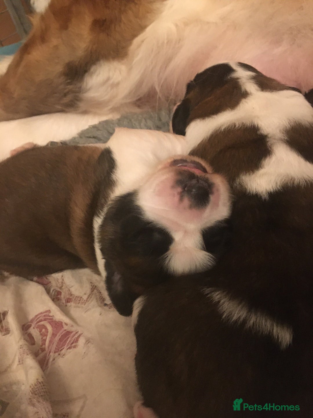 Saint Bernard dogs for sale: KC Reg Pups To Approved Homes. Health-tested line. - Advert 2