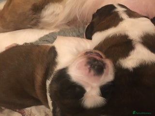 Saint Bernard dogs KC Reg Pups To Approved Homes - Advert 8