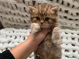 British Shorthair cats - Advert 20