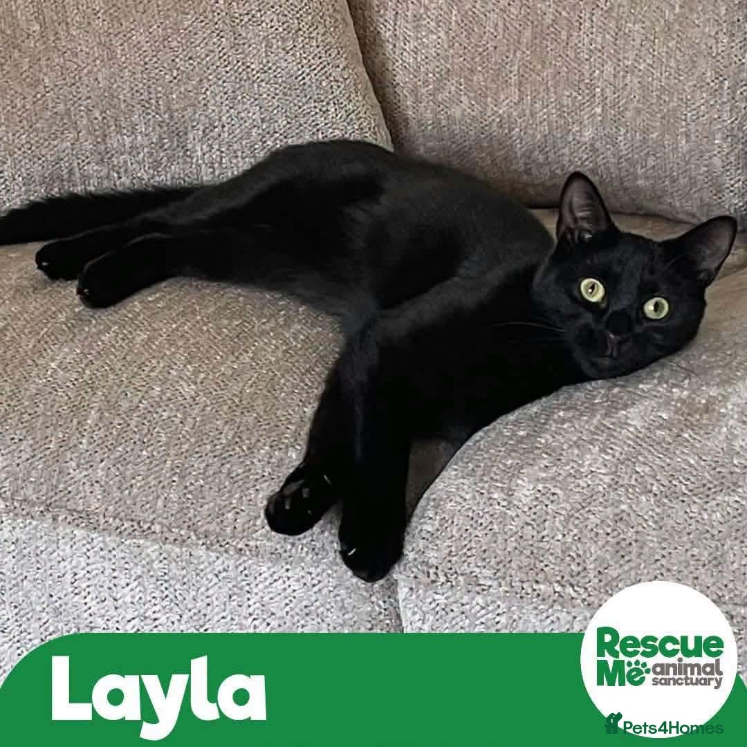 Mixed Breed cats Lovely Layla - Advert 1