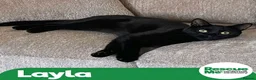 Mixed Breed cats for adoption: Lovely Layla in Liverpool - Advert 1