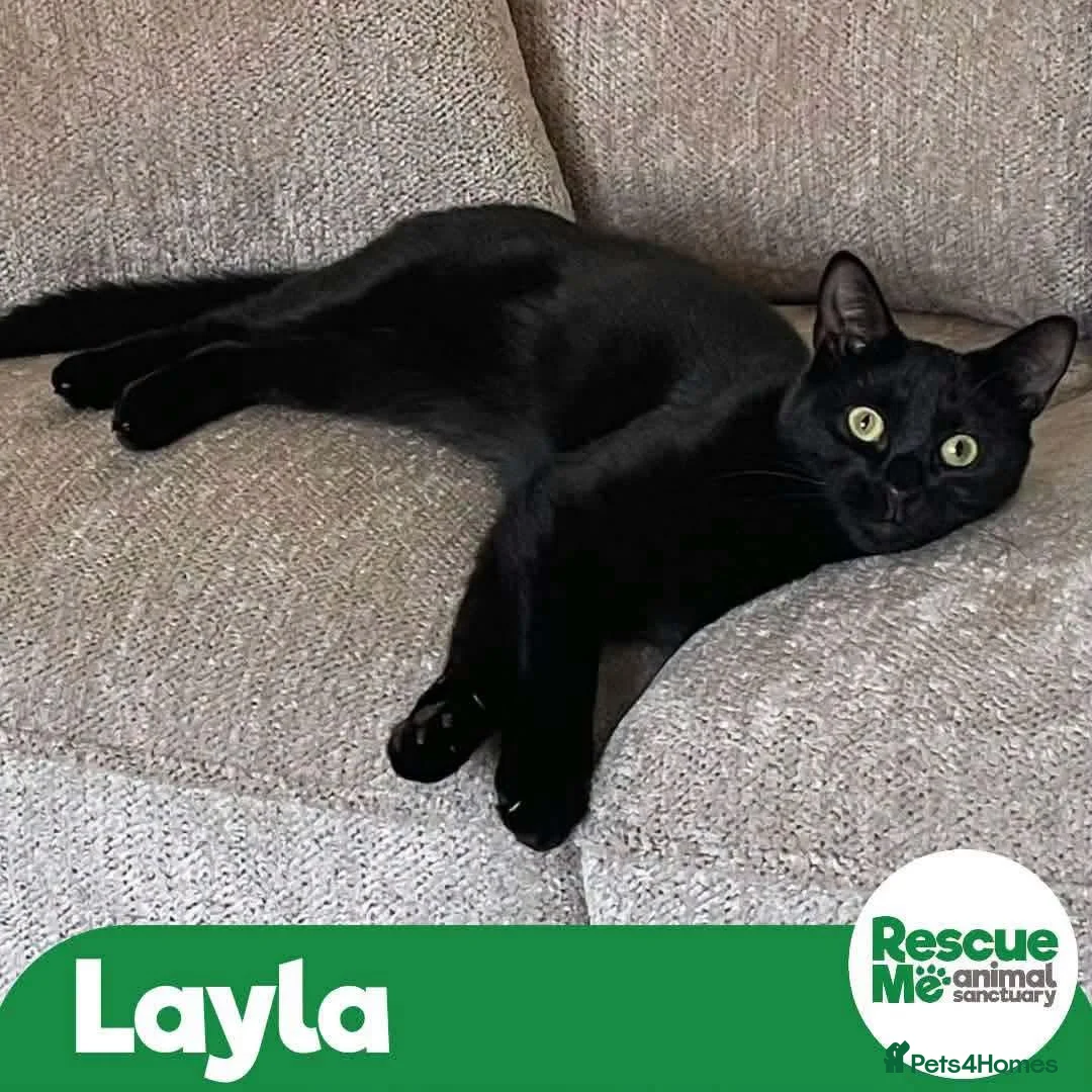 Mixed Breed cats for adoption: Lovely Layla in Liverpool - Advert 1