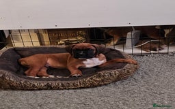 Boxer dogs for sale: BOXER PUPPIES FOR SALE  - Image 22