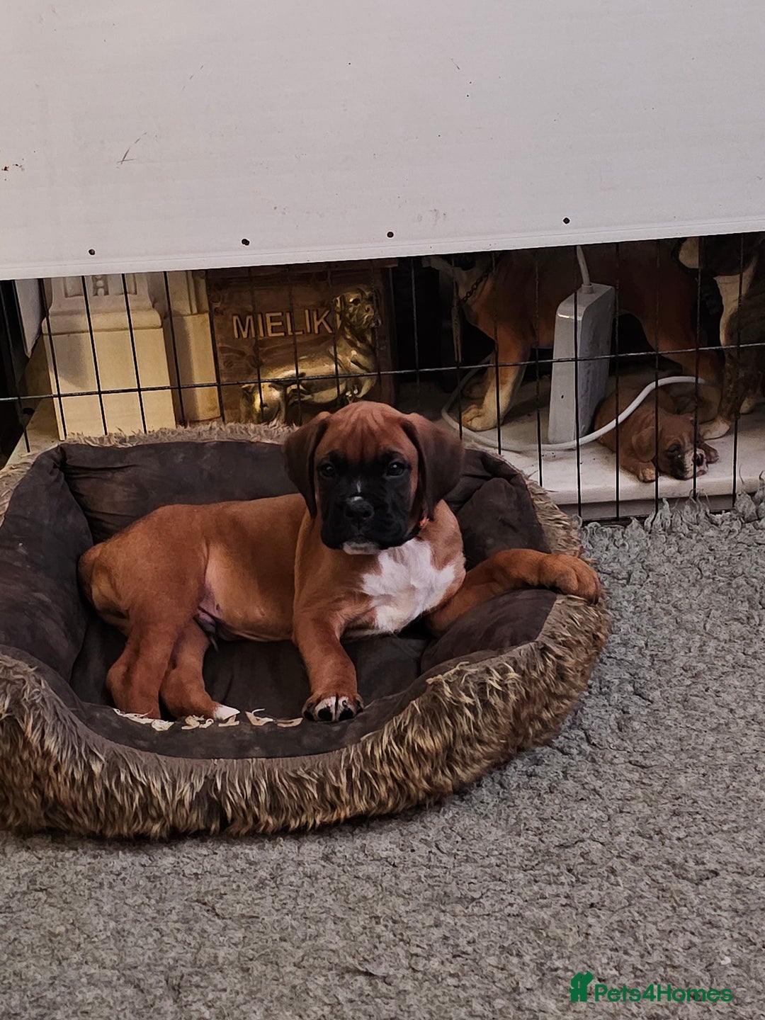Boxer dogs for sale: BOXER PUPPIES FOR SALE  - Image 22