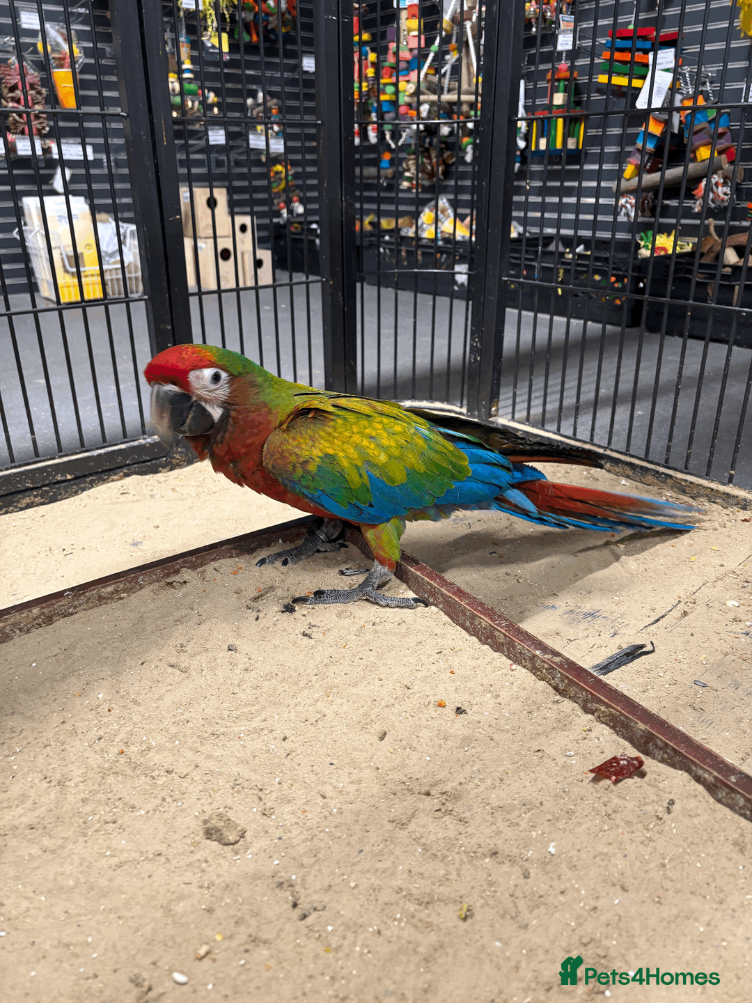 Macaws birds for sale: Gorgeous Baby hand reared Shamrock Macaw - Advert 2