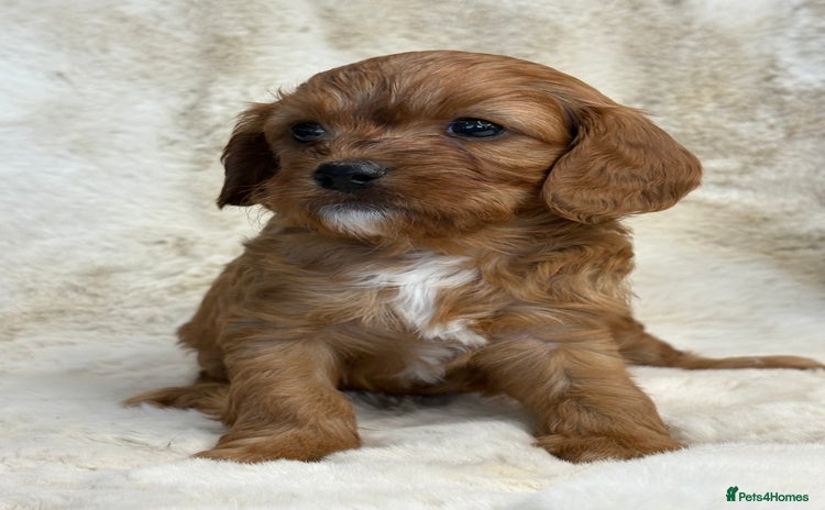 Cavapoo dogs - Advert 1