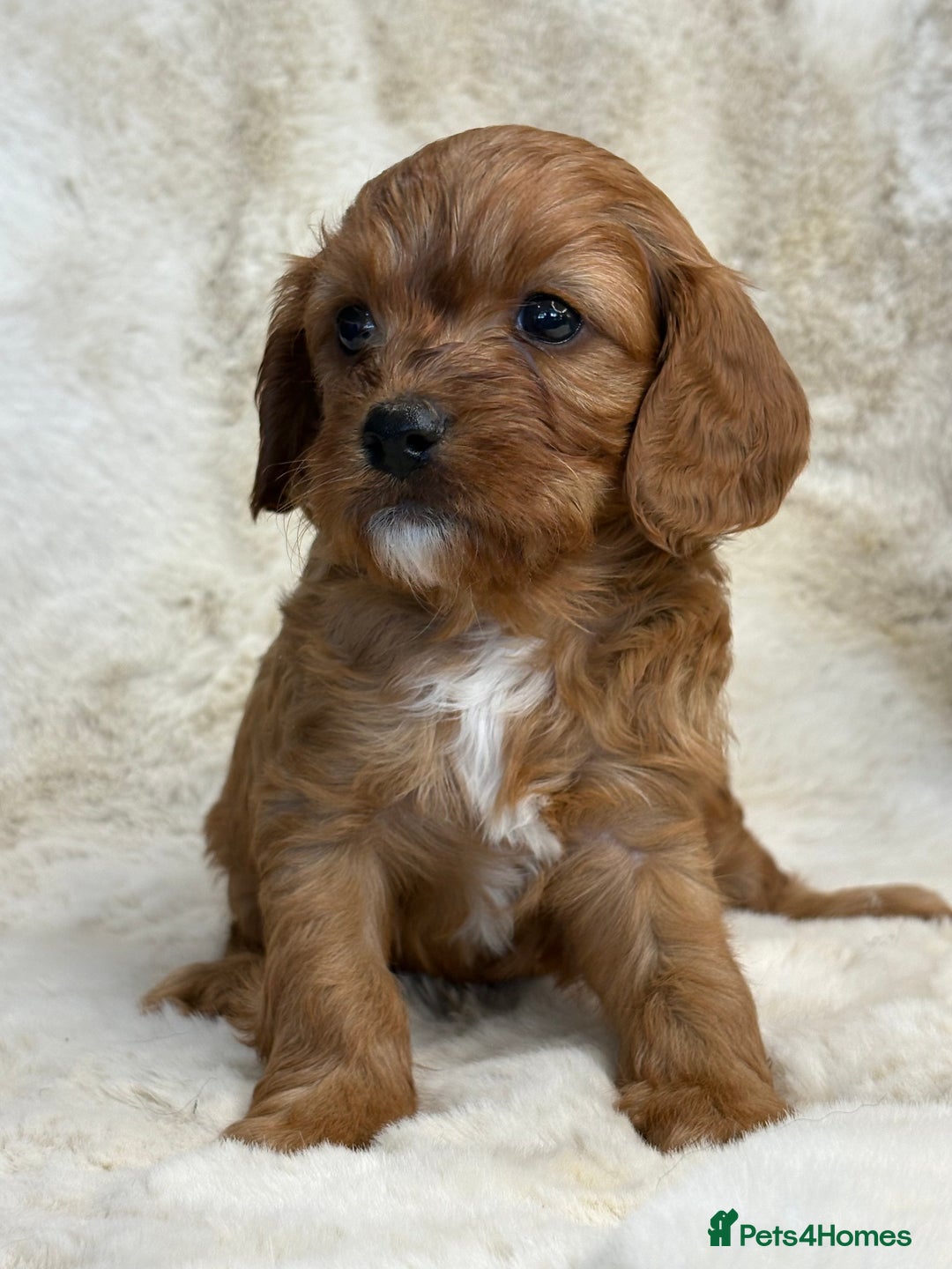 Cavapoo dogs for sale: Stunning health tested Cavapoo puppies - Image 1