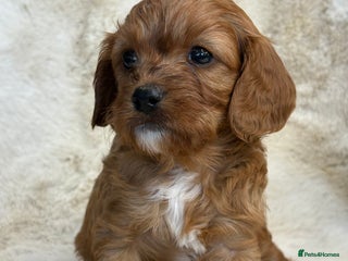 Cavapoo dogs - Advert 1