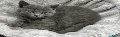 Russian Blue 2