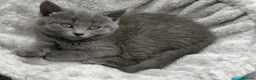 Russian Blue cats for sale: Absolutely beautiful Russian Blue Kittens 8 weeks - Advert 6