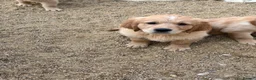 Golden Retriever dogs for sale: Stunning golden retriever puppies  - Advert 14