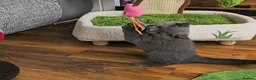 British Shorthair cats for sale: Blue British Shorthair kitten - Advert 13