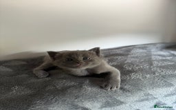 Ragdoll cats for sale: Beautiful Ragdoll X Kittens For Sale 🐾  - Image 5