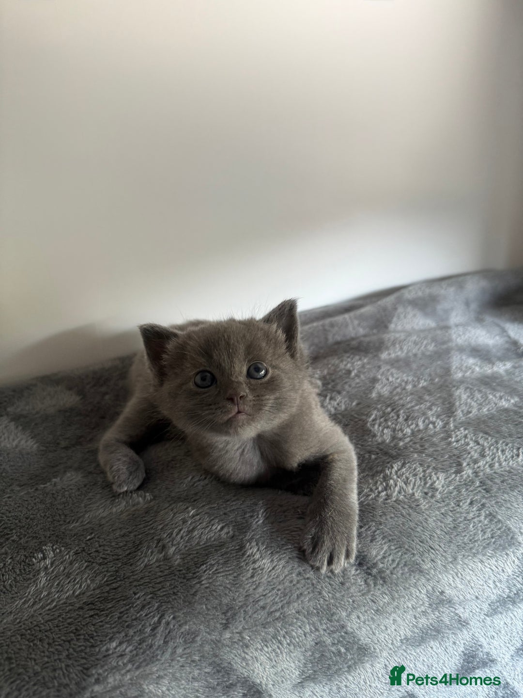 Ragdoll cats for sale: Beautiful Ragdoll X Kittens For Sale 🐾  - Image 5