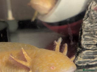 Axolotl reptiles Two Gold / Yellow Axolotl - Advert 3