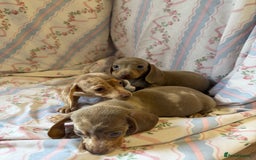 Miniature Dachshund dogs for sale: miniature dash hound puppys  - Advert 8