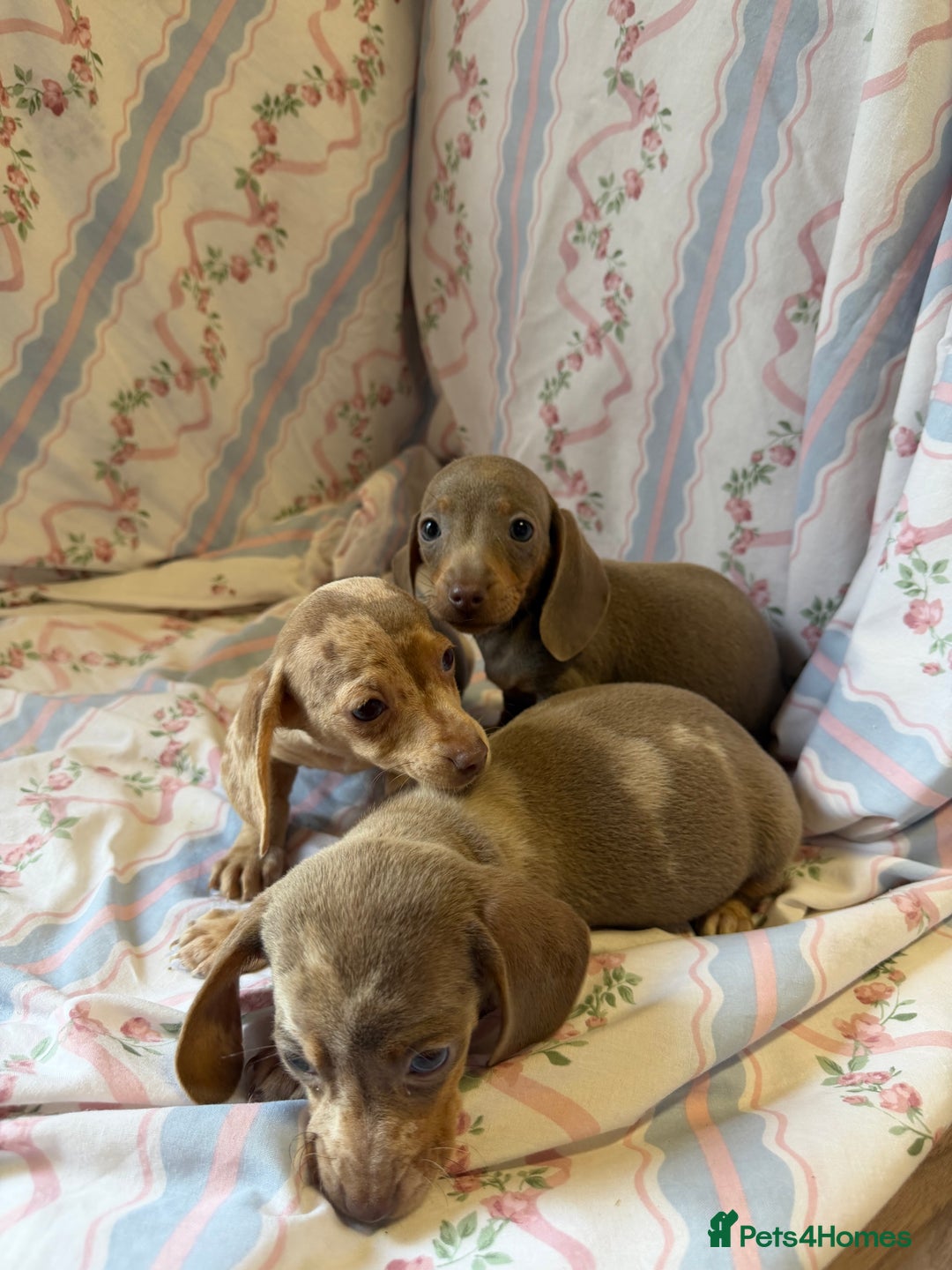 Miniature Dachshund dogs for sale: miniature dash hound puppys  - Advert 8