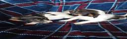 Jack Russell dogs for sale: Jack russell pups for sale - Advert 7