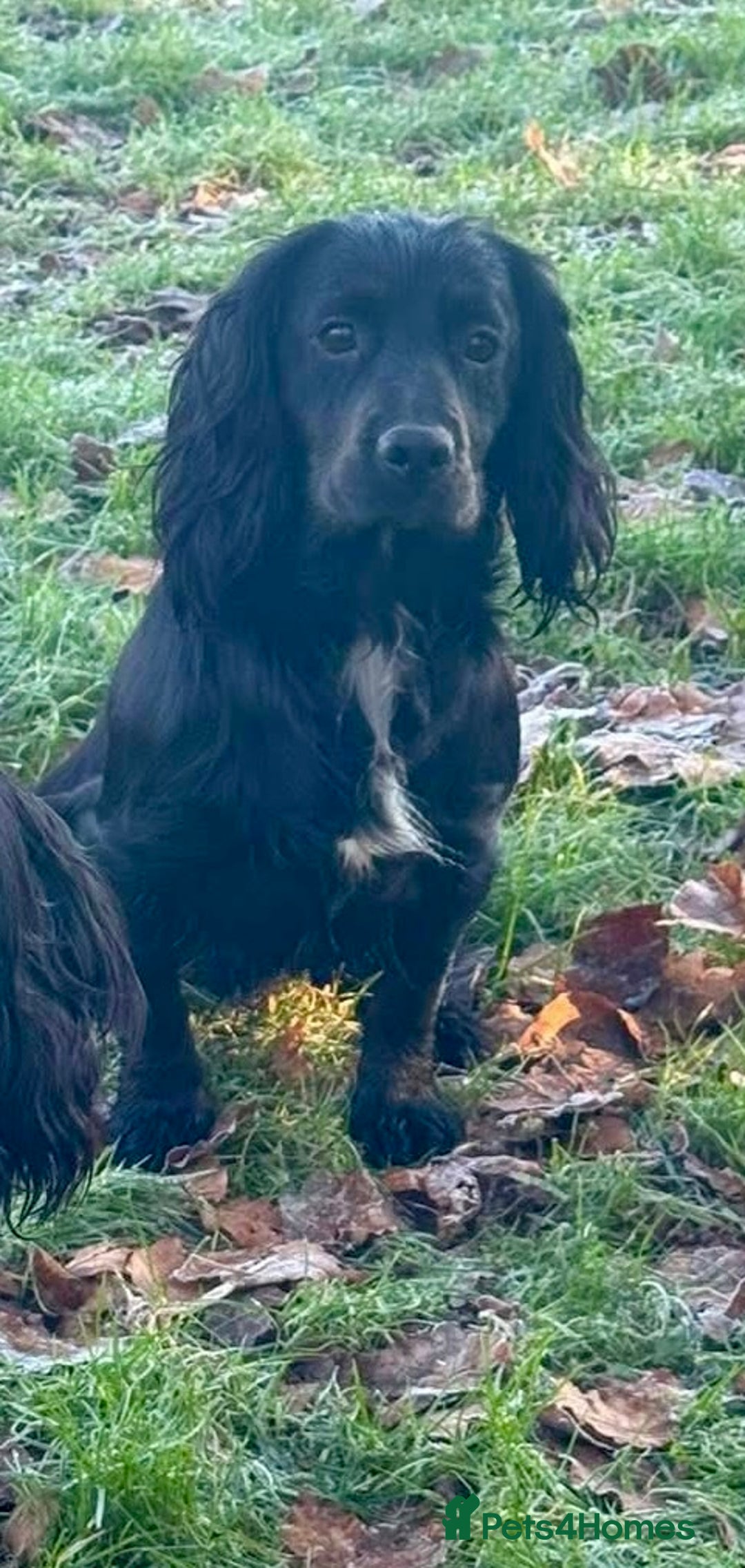 Cocker Spaniel dogs for sale: Working Cocker Spaniel Puppies   - Image 10