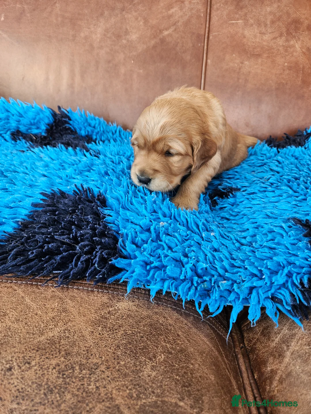 Golden Retriever dogs for sale: 5 star reg breeder parents health tested kc reg - Advert 6