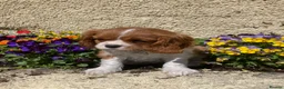 Cavalier King Charles Spaniel dogs for sale: Super KC blenheim pups from health tested parents - Advert 15